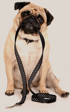 Pug with leash